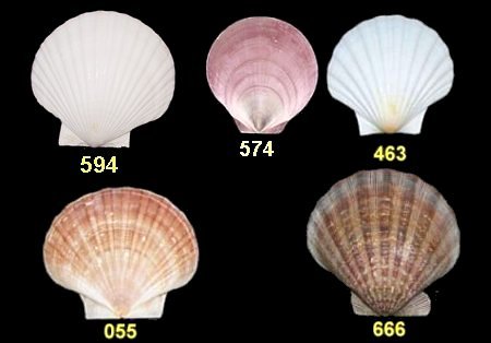 scallop shells many varieties and sizes