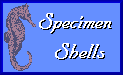 Specimen Shells